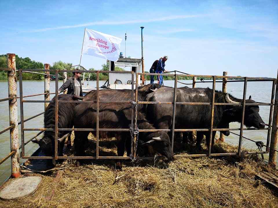 На острове в Одесской области поселилось первое стадо водяных буйволов