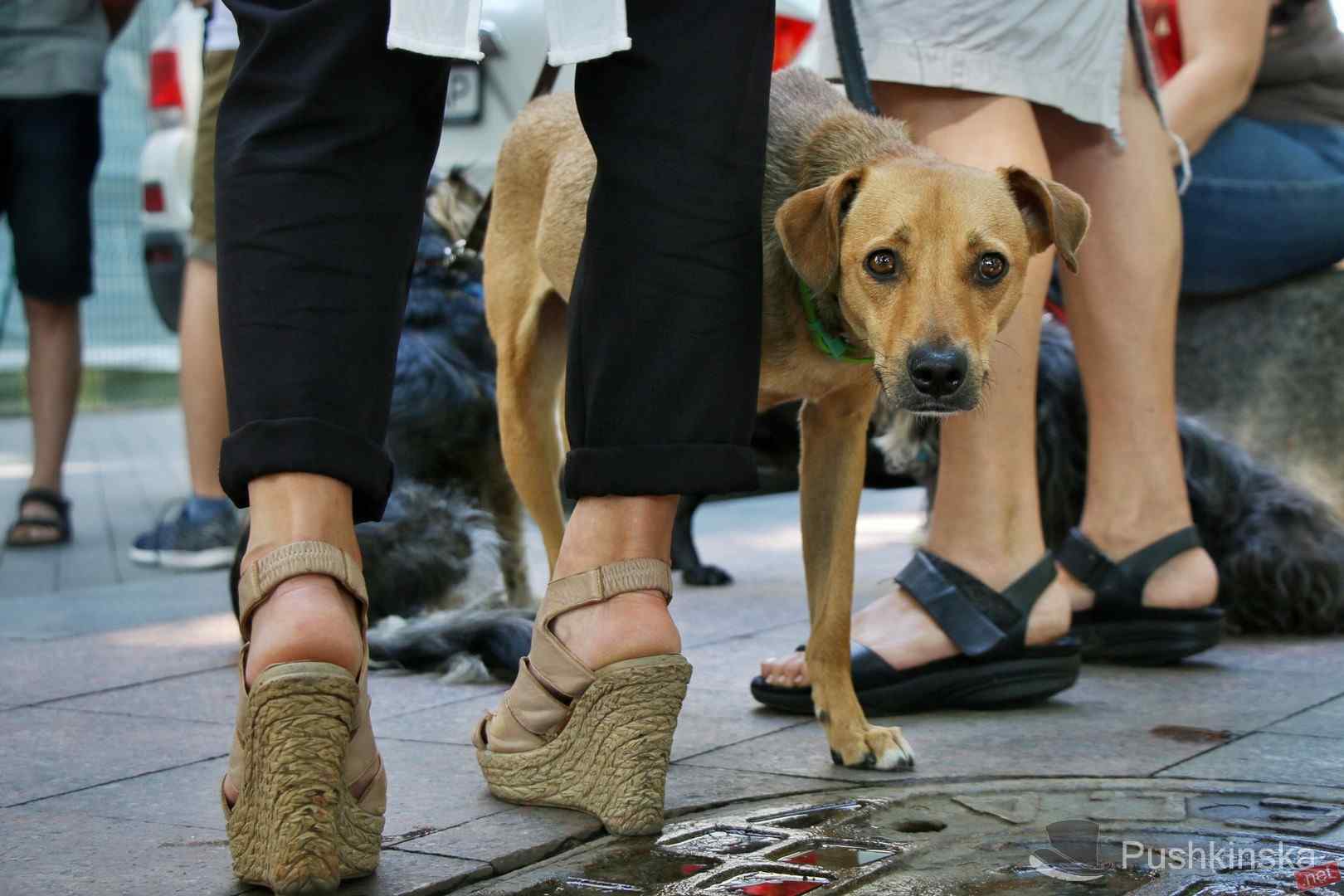 «Одесса не живодерня»: под мэрией митинговали зоозащитники. Фото