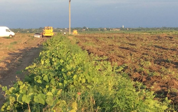 Появились скандальные подробности пожара на виноградниках под Одессой