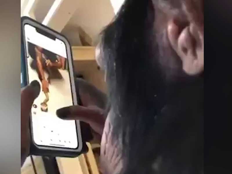 Ищет фолловеров: листающая Instagram обезьяна стала звездой Сети (видео)