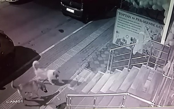 Испугавшего стаю собак кота сняли на видео
