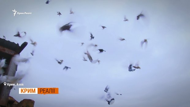Как живет крымчанка, которой Медведев ответил  Вы держитесь здесь, всего доброго