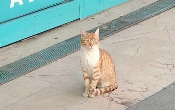 Кошка-охранник в супермаркете стала звездой сети
