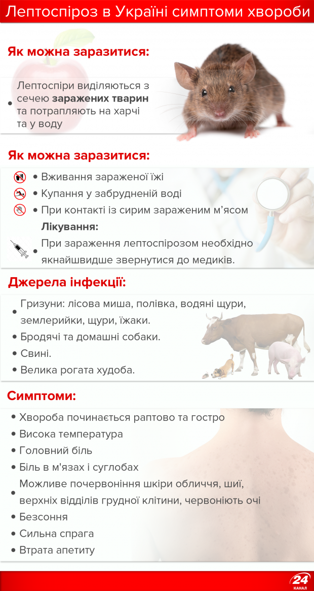 Лептоспіроз: симптоми, лікування та профілактика