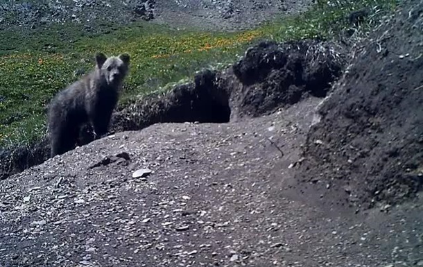 На Алтае заметили вымерший подвид бурого медведя