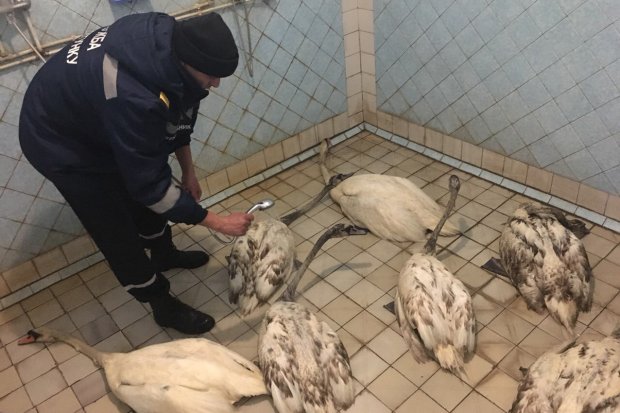 Порятунок у новорічну ніч: рятувальники витягли лебедів, які потрапили у нафтову пастку