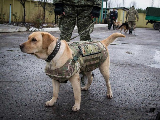 Пытался провезти каннабис в «пятой точке»: собака помогла задержать необычного «наркодиллера»