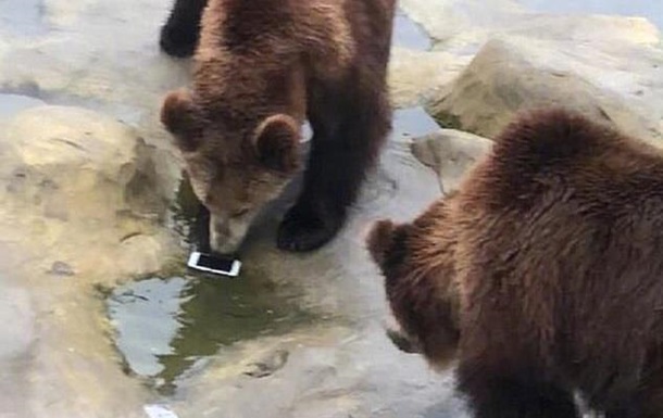 Турист покормил медведей своим iPhone