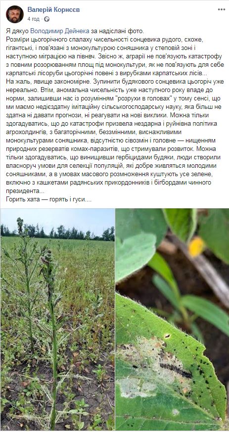 В Киеве настоящее нашествие бабочек: в сети опубликовали яркие фото