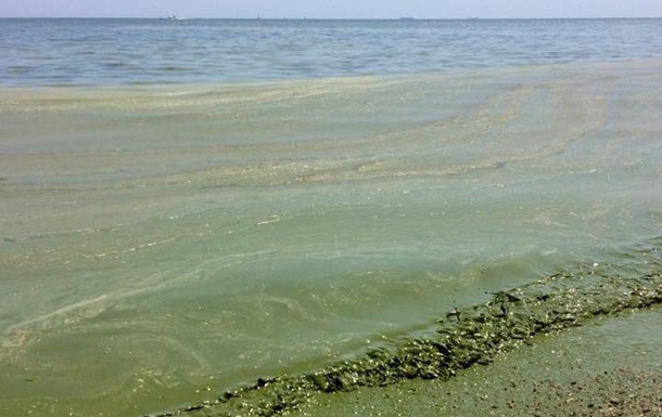 В Одессе море позеленело из-за водорослей