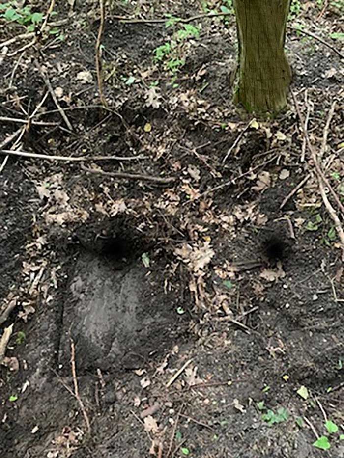 В Польше нашли тоннель, который может вести к знаменитой Янтарной комнате
