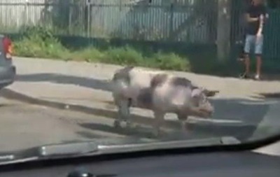 В Виннице свинья сбежала из прицепа авто посреди дороги