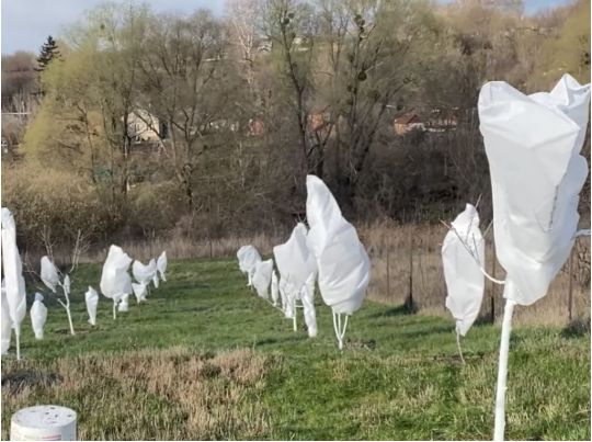 Сік по дереву циркулює: аграрій з Харкова пояснив, як вдалося врятувати дерева від заморозків до мінус 5 градусів