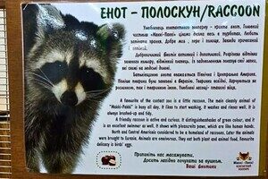 Содержание енота в контактном зоопарке в Одессе: что говорят экоинспекторы