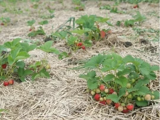 Коли й&nbsp;як&nbsp;пересаджувати полуницю, щоб отримати великі й&nbsp;солодкі ягоди вже наступного року