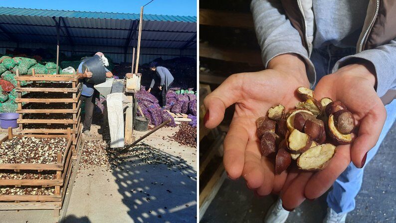 Гроші з&nbsp;дерева: як&nbsp;українці заробляють на&nbsp;каштанах