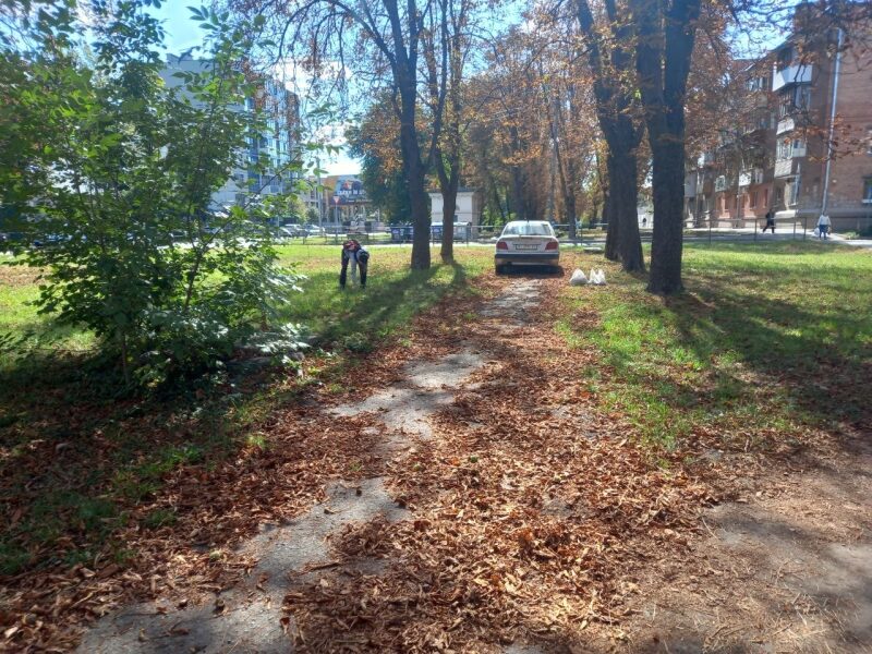 Гроші з&nbsp;дерева: як&nbsp;українці заробляють на&nbsp;каштанах