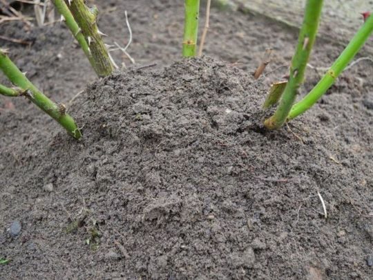 Як&nbsp;захистити троянди на&nbsp;зиму: допоможуть хитрощі досвідчених садівників