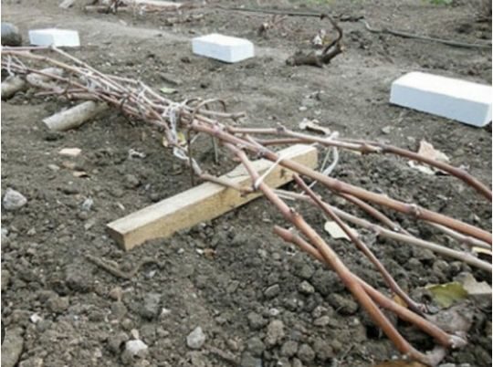 Як&nbsp;правильно укривати коріння винограду: три ефективні способи захисту