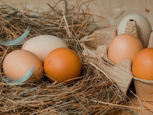 Білі чи&nbsp;коричневі: які яйця краще обирати
