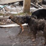 Від домашнього улюбленця до хижака: як українські собаки пристосовуються до виживання на передовій
