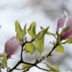 Тельцям треба уникати сварок з близькими людьми, а Ракам — бути поблажливішими до чужих слабкостей: гороскоп на 20 квітня