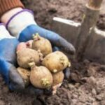 Урожаю картоплі не чекайте: чотири поширені помилки городників