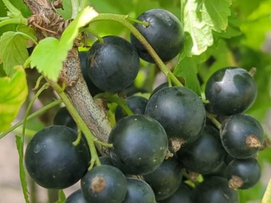 Що&nbsp;обов'язково потрібно зробити зі&nbsp;смородиною під час її&nbsp;цвітіння